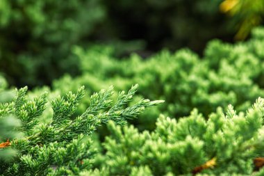 Yaz Yaz aylarında parlak yeşil bitki dokulu yüzeyi