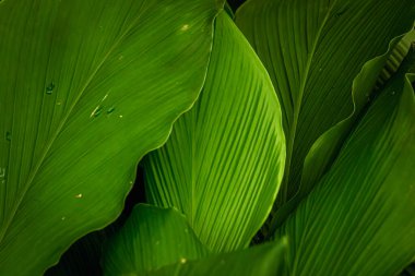 Geniş yeşil yapraklar ev dekorasyonu için mükemmel.