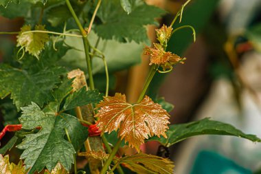 İlkbaharda üzüm bağlarındaki üzüm dallarının tepesindeki küçük üzüm tomurcukları. Taze yeşil yapraklar, yeşil yaprakların bulanık arka planında yakın plan. Organik şaraphane için üzüm büyümesi.