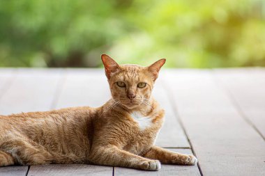 Dinlenen turuncu tekir kedinin dramatik görüntüsü. Dışarıdaki kameraya bakıyor..