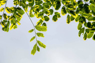 Beyaz arkaplanda yeşil tropikal yapraklar.