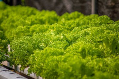 Suda büyüyen bitkiler mineral besin solutions, su, toprak olmadan kullanma yöntemi. El suda bitki dikimi kapatın