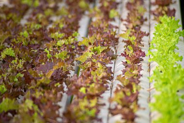 Suda büyüyen bitkiler mineral besin solutions, su, toprak olmadan kullanma yöntemi. El suda bitki dikimi kapatın