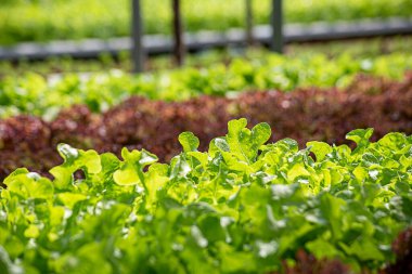 Tarla sebze marulu taze organik çiftlik. Hidroponik sebze çiftliğini kapatın. Yeşil salata yetiştirin. Yeşil çiftlikte yeşil meşe salatası. Salata çiftliği sebze yeşil meşe marulu tarlası.