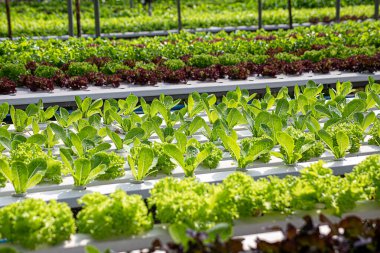 Tarla sebze marulu taze organik çiftlik. Hidroponik sebze çiftliğini kapatın. Yeşil salata yetiştirin. Yeşil çiftlikte yeşil meşe salatası. Salata çiftliği sebze yeşil meşe marulu tarlası.