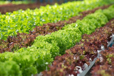 Tarla sebze marulu taze organik çiftlik. Hidroponik sebze çiftliğini kapatın. Yeşil salata yetiştirin. Yeşil çiftlikte yeşil meşe salatası. Salata çiftliği sebze yeşil meşe marulu tarlası.