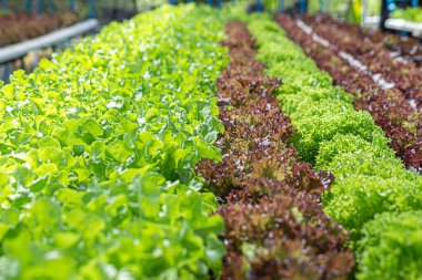Tarla sebze marulu taze organik çiftlik. Hidroponik sebze çiftliğini kapatın. Yeşil salata yetiştirin. Yeşil çiftlikte yeşil meşe salatası. Salata çiftliği sebze yeşil meşe marulu tarlası.