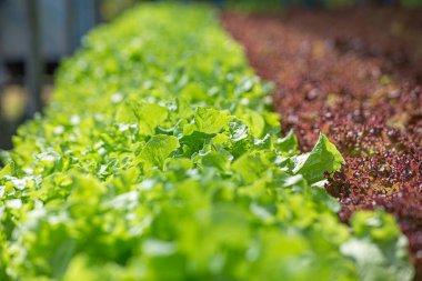 Tarla sebze marulu taze organik çiftlik. Hidroponik sebze çiftliğini kapatın. Yeşil salata yetiştirin. Yeşil çiftlikte yeşil meşe salatası. Salata çiftliği sebze yeşil meşe marulu tarlası.