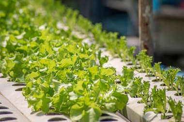 Tarla sebze marulu taze organik çiftlik. Hidroponik sebze çiftliğini kapatın. Yeşil salata yetiştirin. Yeşil çiftlikte yeşil meşe salatası. Salata çiftliği sebze yeşil meşe marulu tarlası.