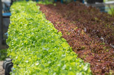 Tarla sebze marulu taze organik çiftlik. Hidroponik sebze çiftliğini kapatın. Yeşil salata yetiştirin. Yeşil çiftlikte yeşil meşe salatası. Salata çiftliği sebze yeşil meşe marulu tarlası.