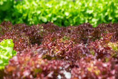 Tarla sebze marulu taze organik çiftlik. Hidroponik sebze çiftliğini kapatın. Yeşil salata yetiştirin. Yeşil çiftlikte yeşil meşe salatası. Salata çiftliği sebze yeşil meşe marulu tarlası.