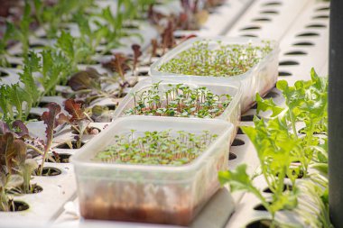 Tarla sebze marulu taze organik çiftlik. Hidroponik sebze çiftliğini kapatın. Yeşil salata yetiştirin. Yeşil çiftlikte yeşil meşe salatası. Salata çiftliği sebze yeşil meşe marulu tarlası.