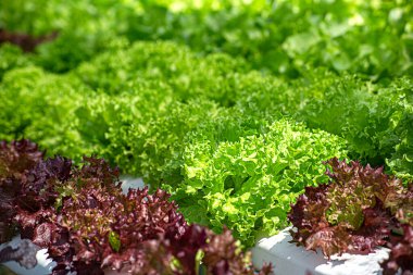 Tarla sebze marulu taze organik çiftlik. Hidroponik sebze çiftliğini kapatın. Yeşil salata yetiştirin. Yeşil çiftlikte yeşil meşe salatası. Salata çiftliği sebze yeşil meşe marulu tarlası.