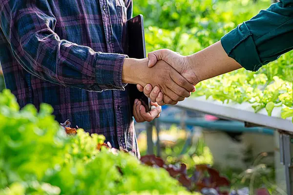 Çiftçilerle müşteriler arasında iş ortakları için tokalaşma. Serada hidrofonik sebze bahçesinde çalışan çiftçi..