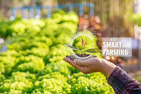 Dişi çiftçi akıllı çiftlik tahıl tarlasını inceliyor. Teknoloji ve verileri tabletten buluta gönderin. Topraktaki bitki kalitesinin analizi ve kontrolünde akıllı dijital tarım