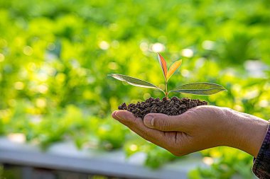 Eko Dünya Günü konsepti. Güneş ışığı ve yeşil doğa arka planında genç bitkilerin elini tutmak