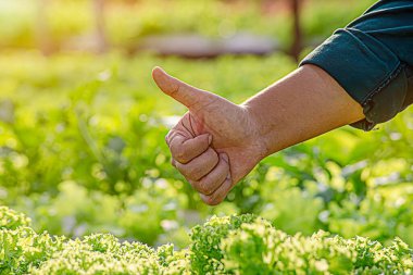 Happy with growing plant. Close up farmer hand giving thumbs up over his plant. Good water, good fertilizer and grow well.