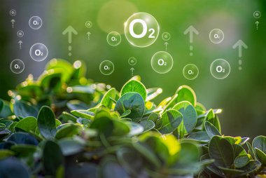 Bereketli bir ormanın ortasında oksijen kabarcıkları havanın doğadaki arındırıcı süreçleri için bir metafordur. Bitkiler karbondioksiti emer ve havaya oksijen salarlar. Oksijen salınımı kavramı