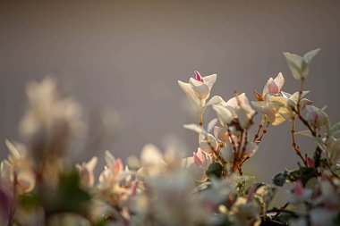 beautiful fresh blooming spring magnolia. selective focus, blur. clipart