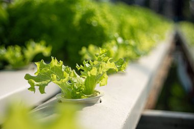 Hidrofonik Sebze Çiftliği. Seradaki su sistemini kullanarak hidrofonik yetiştirmeyi. Topraksız. Kontrollü bir sistemde sağlıklı sebze yetiştirme kavramı.