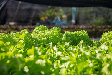 Taze yeşil ve kırmızı meşe marul tarlası tarım alanında.. 