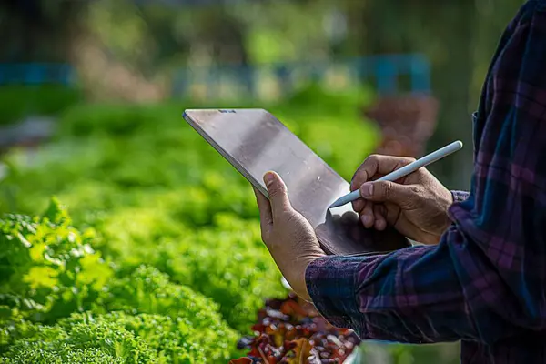 Asyalı Genç Çiftlik İşçisi Yaşayan Marul Büyüme Sürecini Kaydediyor.