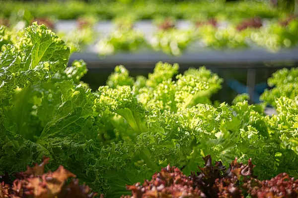 Taze yeşil ve kırmızı meşe marulu tarlasında tarım. Organik salata bitkileri, sağlıklı yiyecekler, sera, çiftçi için hidroponik sebze yaprakları. Sudaki hidrofonik bahçe, topraktan yoksun..