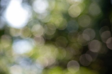 Bulanık yeşil yapraklı gradyan arka plan sakin ve rahatlatıcı bir his veriyor..