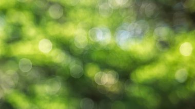 Bulanık yeşil yapraklı gradyan arka plan sakin ve rahatlatıcı bir his veriyor..