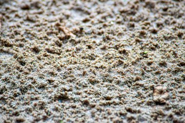 Kumsaldaki ayak izleri.