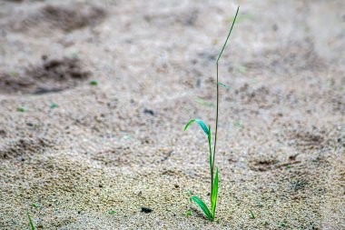 Kumsaldaki ayak izleri.