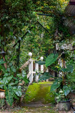 Yağmur ormanı, Güney Amerika, Ekvator, peyzaj