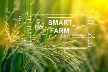 Dişi çiftçi akıllı çiftlik tahıl tarlasını inceliyor. Teknoloji ve verileri tabletten buluta gönderin. Topraktaki bitki kalitesinin analizi ve kontrolünde akıllı dijital tarım