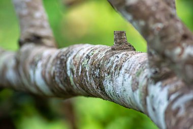 Tayland 'da tropikal kara ormanlarında ağaç kabuklarında beyaz ve sarı turnalar, bu yaratık mantar ve alglerden oluşur..