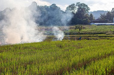 Pirinç tarlaları insanlar tarafından yakılıyor. Orman yangınları küresel ısınmaya katkıda bulunan PM2.5 hava kirliliğinin nedenidir..