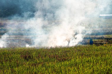 Pirinç tarlaları insanlar tarafından yakılıyor. Orman yangınları küresel ısınmaya katkıda bulunan PM2.5 hava kirliliğinin nedenidir..
