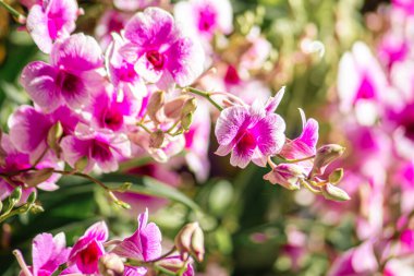 Güzel pembe ve beyaz orkide