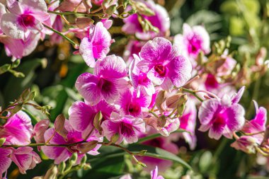 Güzel pembe ve beyaz orkide