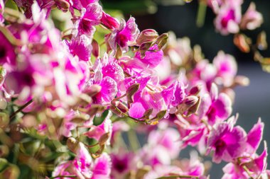 Güzel pembe ve beyaz orkide