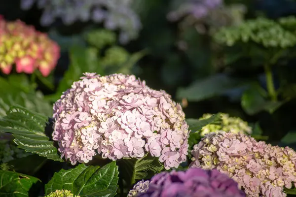 Hortensiya, Doğu Asya, Güney Asya, Kuzey Amerika ve Güney Amerika kökenli bir çiçek bitkisidir. Genellikle çiçekler mor, beyaz, mavi, sarı ve pembedir..