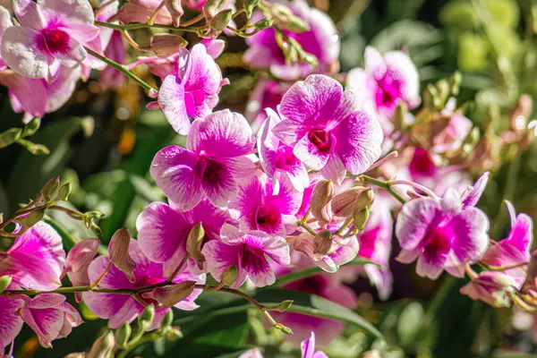 Güzel pembe ve beyaz orkide