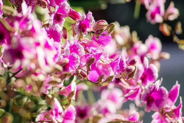 Güzel pembe ve beyaz orkide