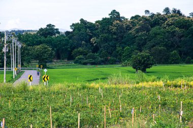 Tayland 'ın Chiang Mai eyaletinde her iki tarafında bol ağaçlı doğal bir yol.