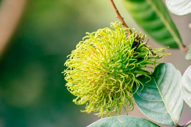 Nasarn Okulu Rambutan, Tayland 'ın en lezzetli Rambutan' ıdır.
