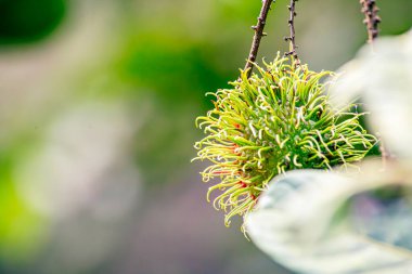 Nasarn Okulu Rambutan, Tayland 'ın en lezzetli Rambutan' ıdır.