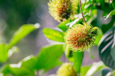Nasarn Okulu Rambutan, Tayland 'ın en lezzetli Rambutan' ıdır.