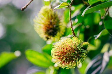 Nasarn Okulu Rambutan, Tayland 'ın en lezzetli Rambutan' ıdır.