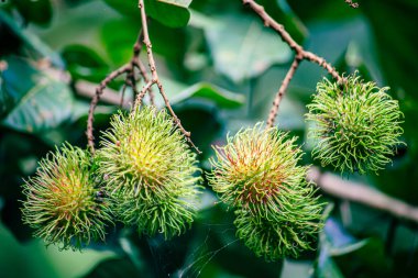 Nasarn Okulu Rambutan, Tayland 'ın en lezzetli Rambutan' ıdır.