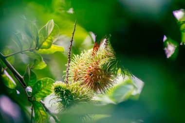 Nasarn Okulu Rambutan, Tayland 'ın en lezzetli Rambutan' ıdır.