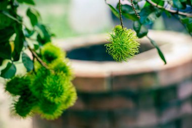 Nasarn Okulu Rambutan, Tayland 'ın en lezzetli Rambutan' ıdır.